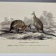 Black-backed kangaroo - illustration plate of the universal dictionary of natural history