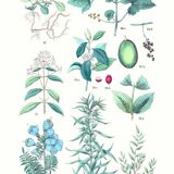 Poster on plants, after an engraving from 1881 (vine, ipecac, polemonium, jujube, coffee tree)