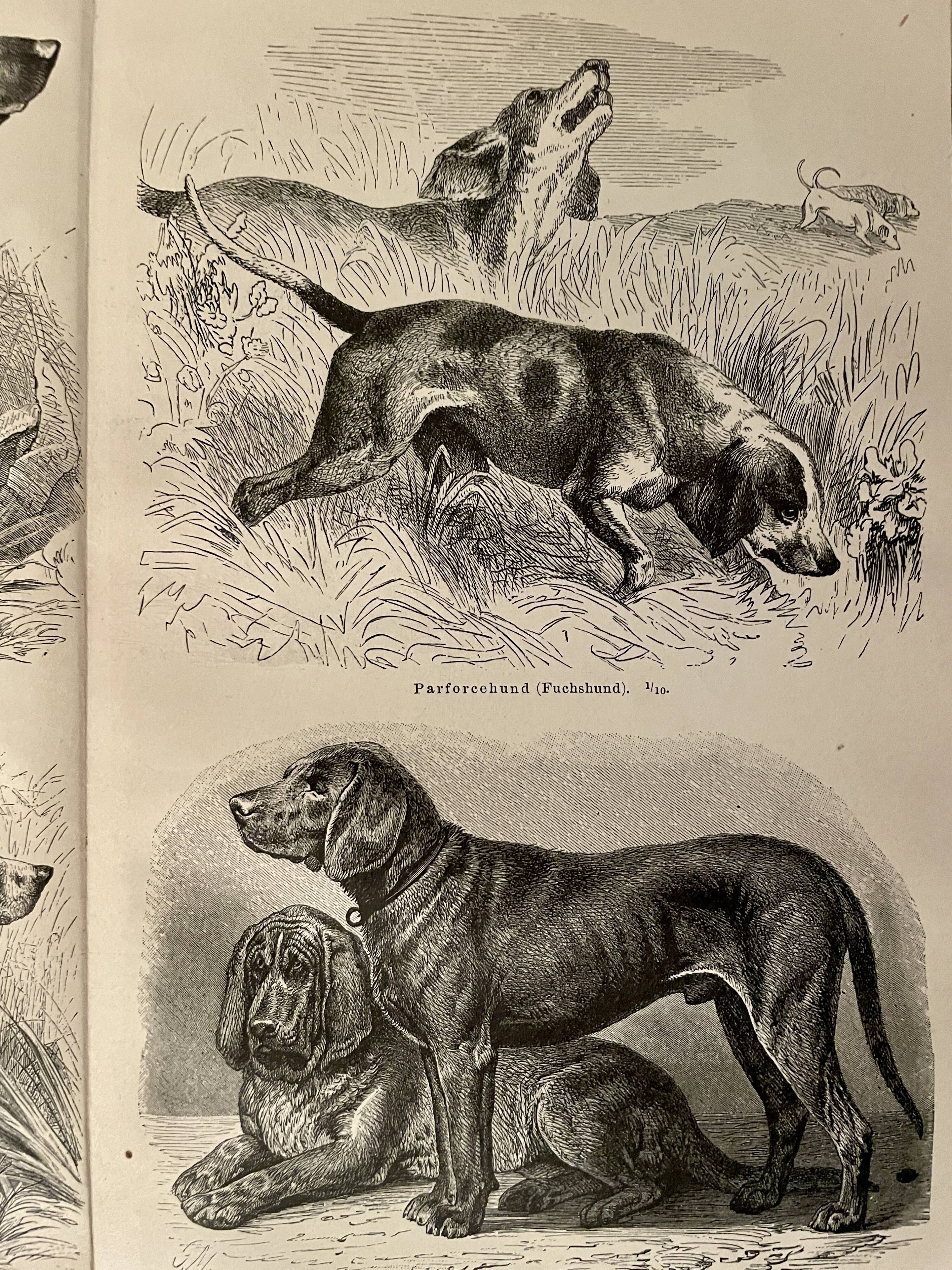 Illustrated plate on hunting dogs (retriever, German shorthaired pointer, dachshund) – 1890