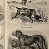Planche illustrée sur les chiens de chasse (retriever, braque allemand, teckel) – 1890