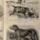Illustrated plate on hunting dogs (retriever, German shorthaired pointer, dachshund) – 1890