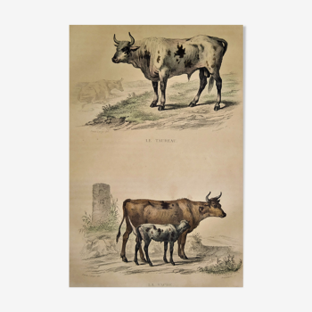 Original zoological plate of 1839 " bull, cow,....
