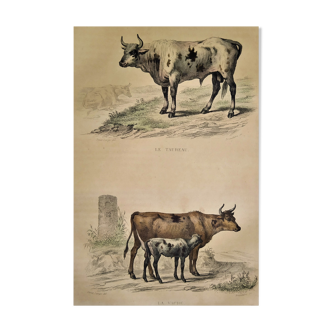 Planche zoologique originale de 1839 " taureau vache,....