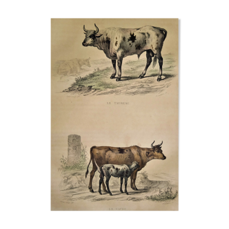 Original zoological plate of 1839 " bull, cow,....