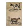 Planche zoologique originale de 1839 " taureau vache,....