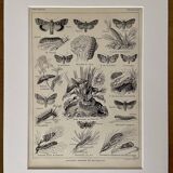 Lithograph on moths from 1921