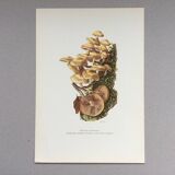 Botanical Illustration Mushrooms Pholiotidae Vintage Print 60s