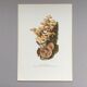 Botanical Illustration Mushrooms Pholiotidae Vintage Print 60s