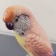 XIXth century porcelain parakeet of Saxony by Karl ENS
