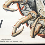 Poster of the 20th century Paul Pfurtscheller "centipede" 1912