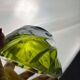 Cendrier vintage en verre valt saint lambert