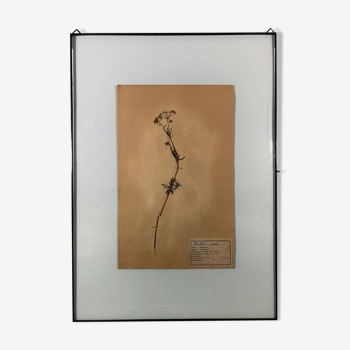 Old herbarium 1906 framed (Conopodium denudatum)