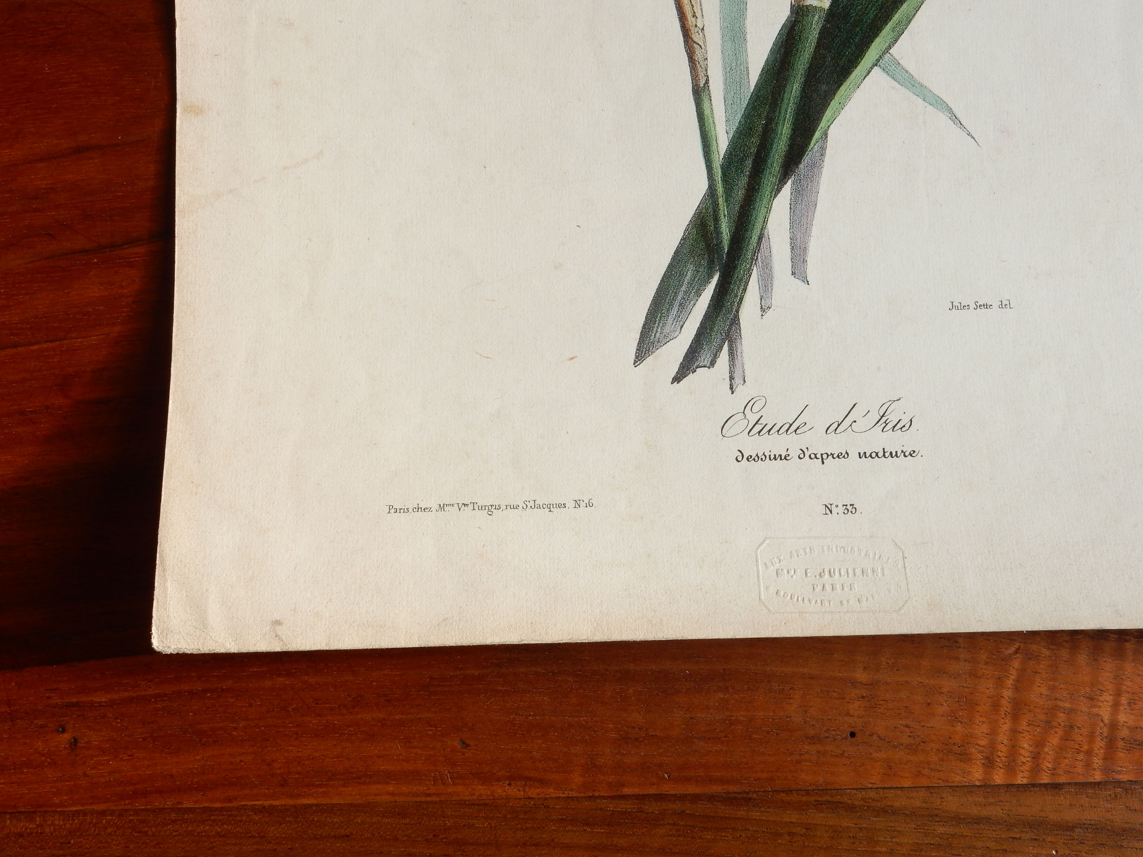 Iris botanical plate of the nineteenth century signed Turgas