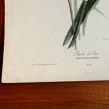 Iris botanical plate of the nineteenth century signed Turgas