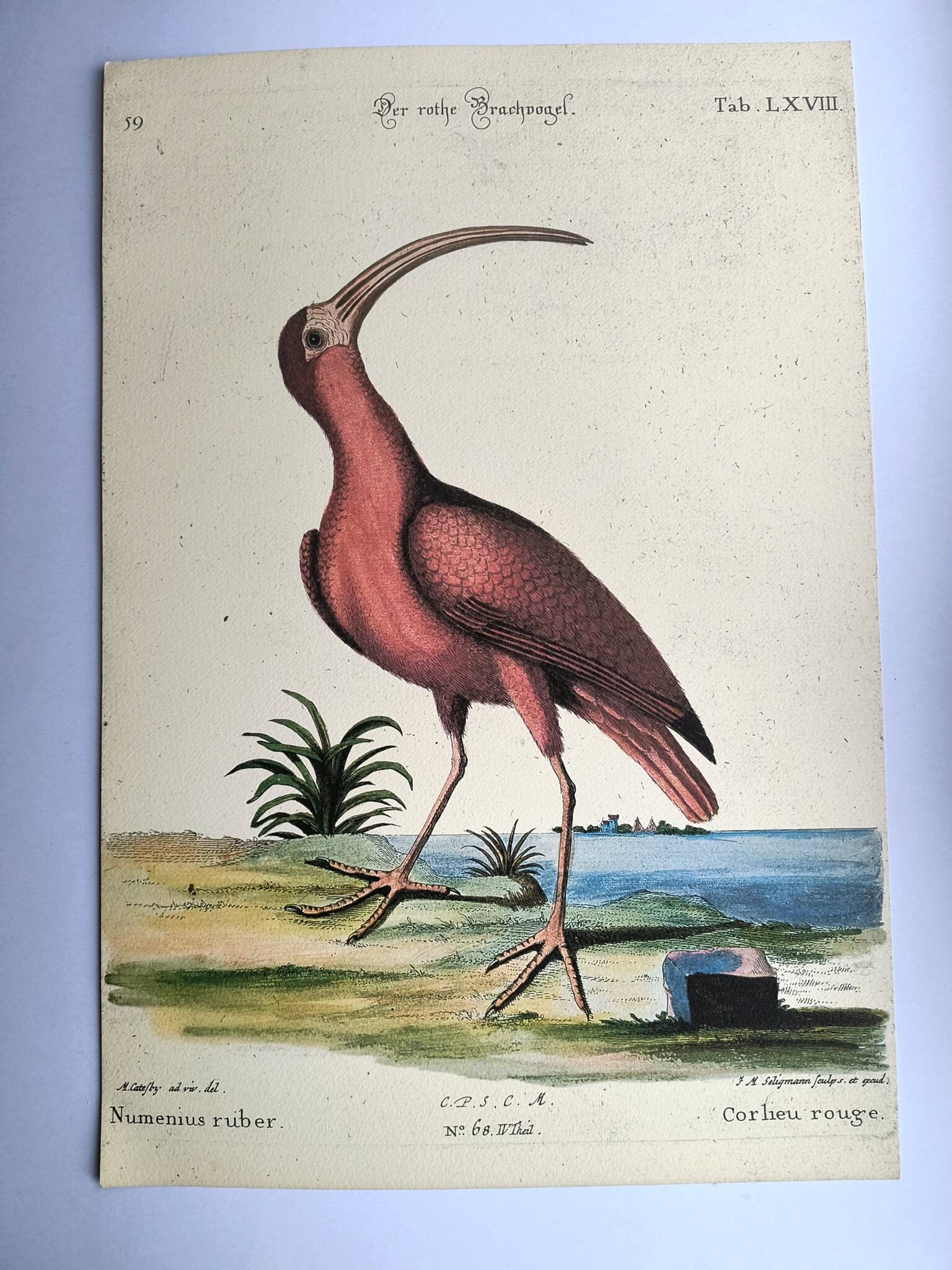 Antique bird engraving - Red Whimbrel - Nature plate by Seligmann