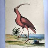 Antique bird engraving - Red Whimbrel - Nature plate by Seligmann