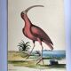 Gravure ancienne oiseau - Corlieu Rouge- Planche nature de Seligmann