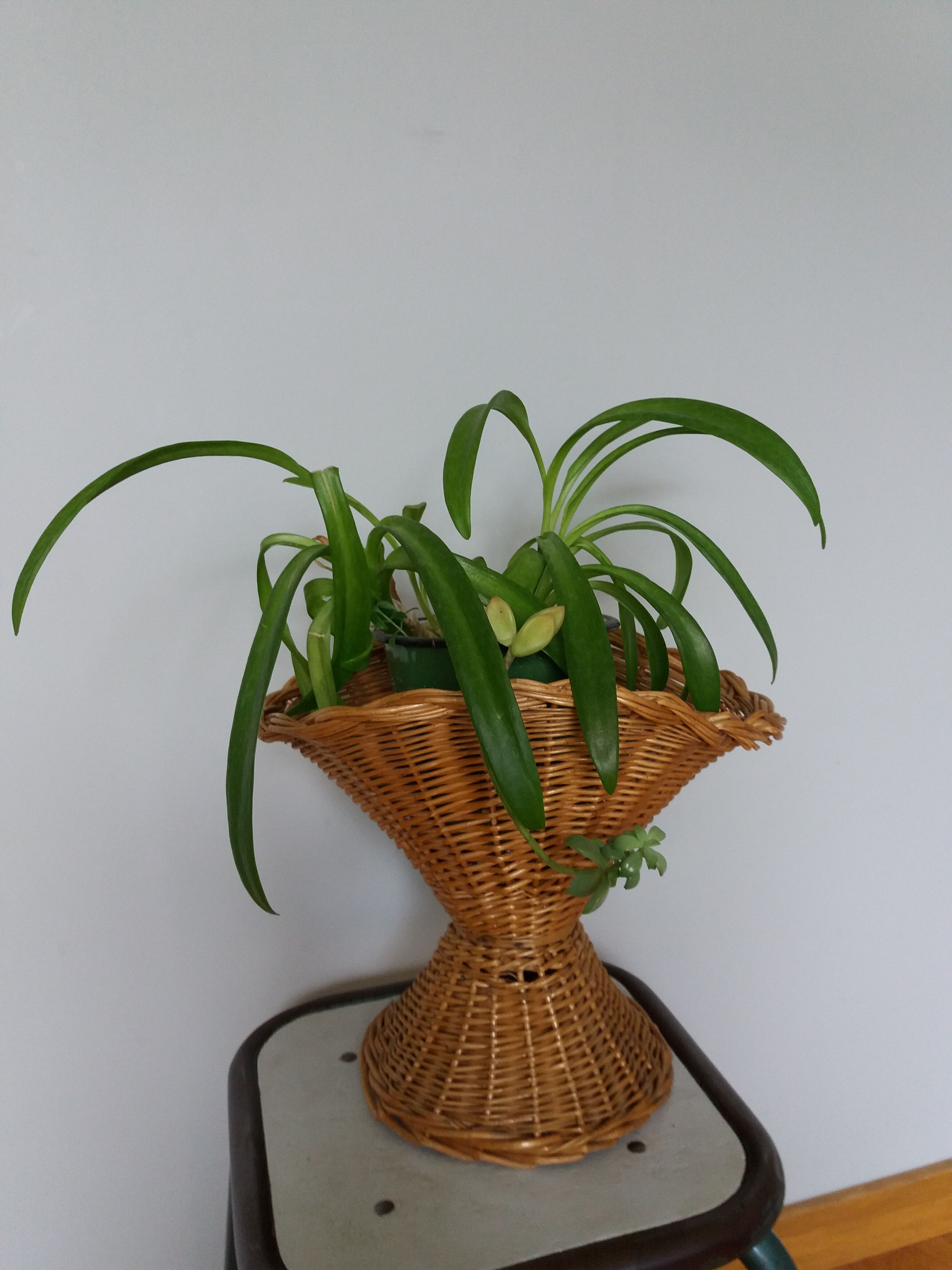 Rattan basket wicker vase cut