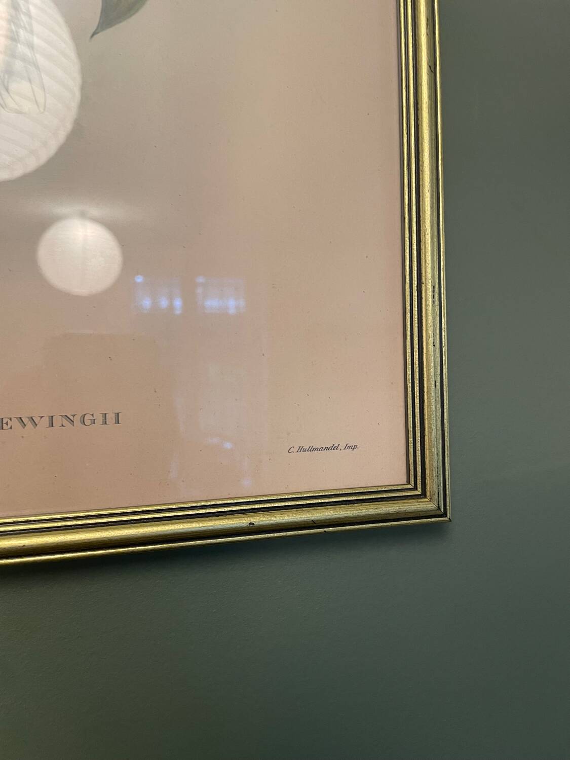 Old lithograph - Ptilinopus Edwingh