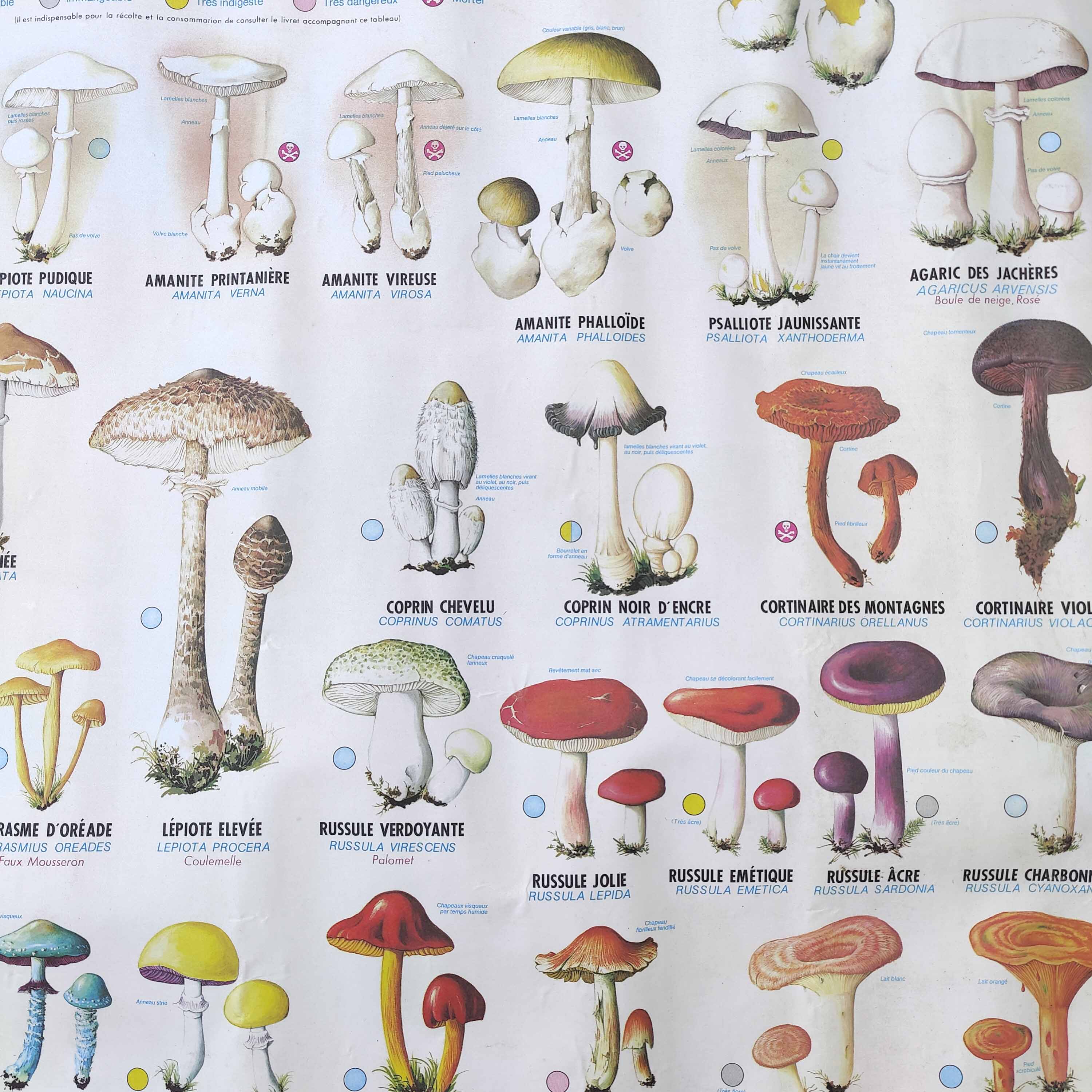 Large school poster MDI double-sided Edible and Poisonous Mushrooms 1979