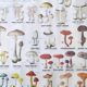 Large school poster MDI double-sided Edible and Poisonous Mushrooms 1979