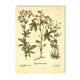 Old illustration 1959 - Quintefeuille - botanical plate flowers