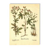 Old illustration 1959 - Quintefeuille - botanical plate flowers