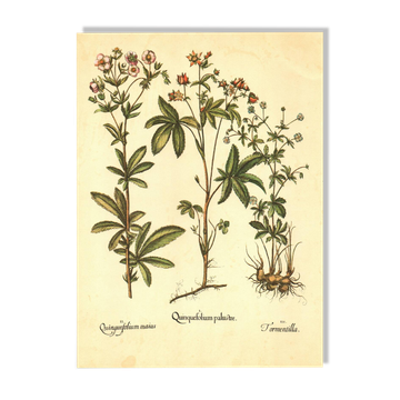 Illustration ancienne 1959 - Quintefeuille - planche botanique fleurs