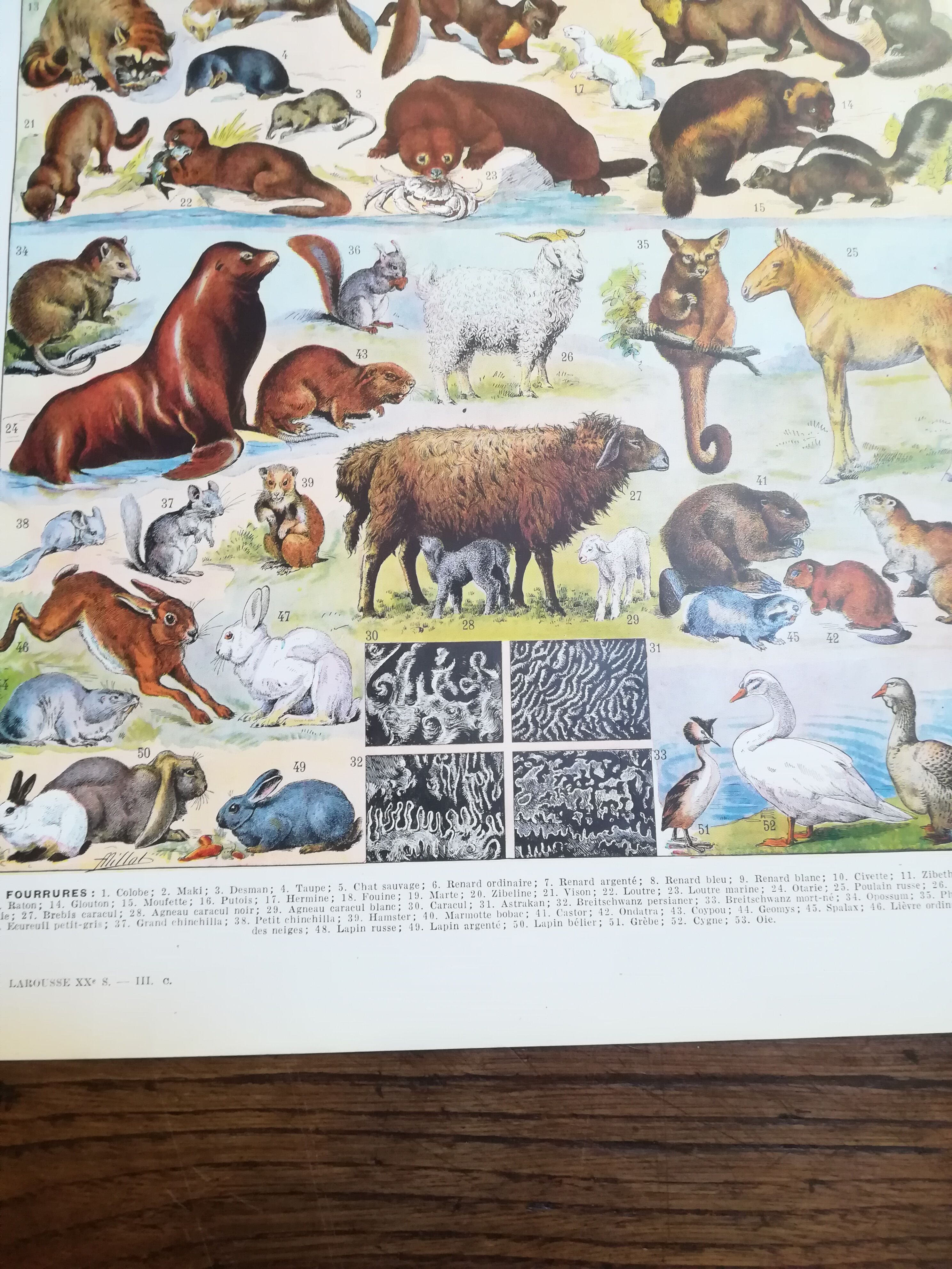 Lithograph on furbearing animals from 1928