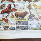 Lithograph on furbearing animals from 1928