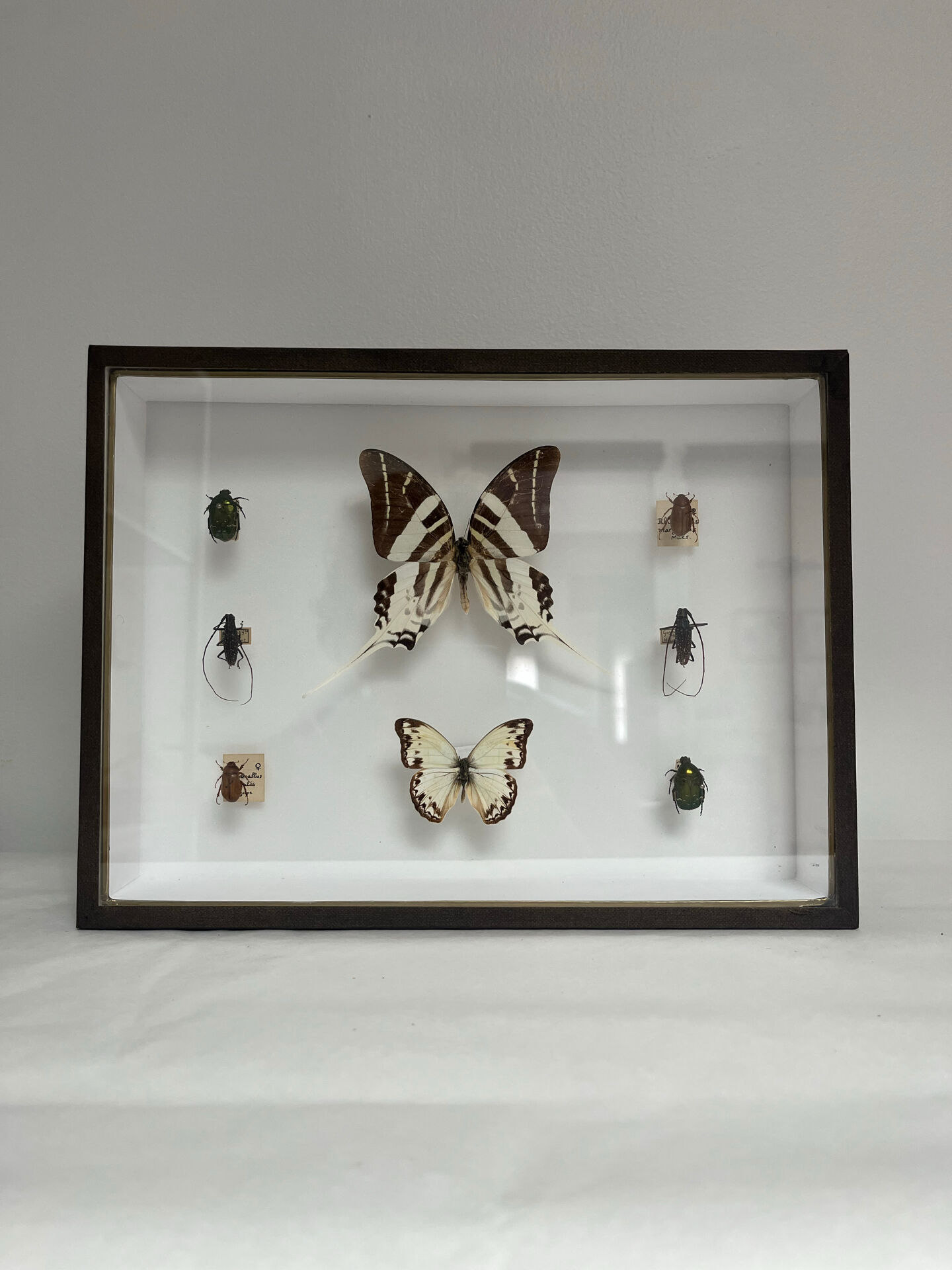 Cadre entomologie Deyrolle