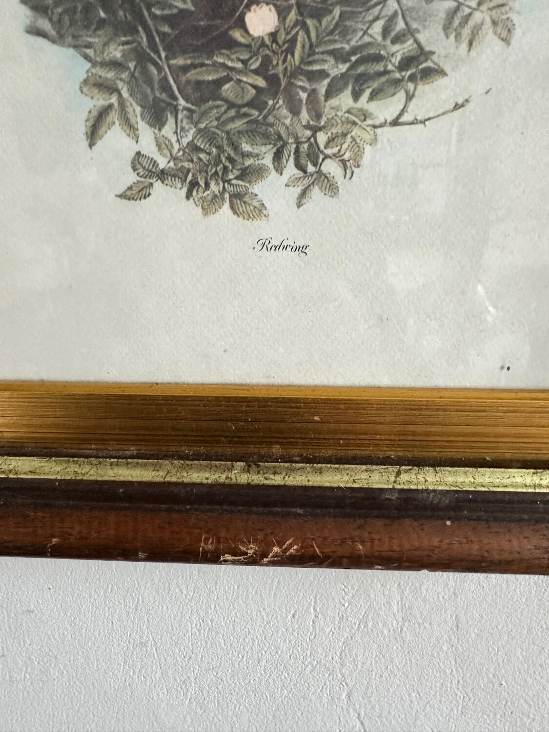 Antique illustration of a bird. Antique framed illustration of a bird.