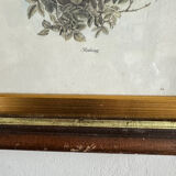 Antique illustration of a bird. Antique framed illustration of a bird.