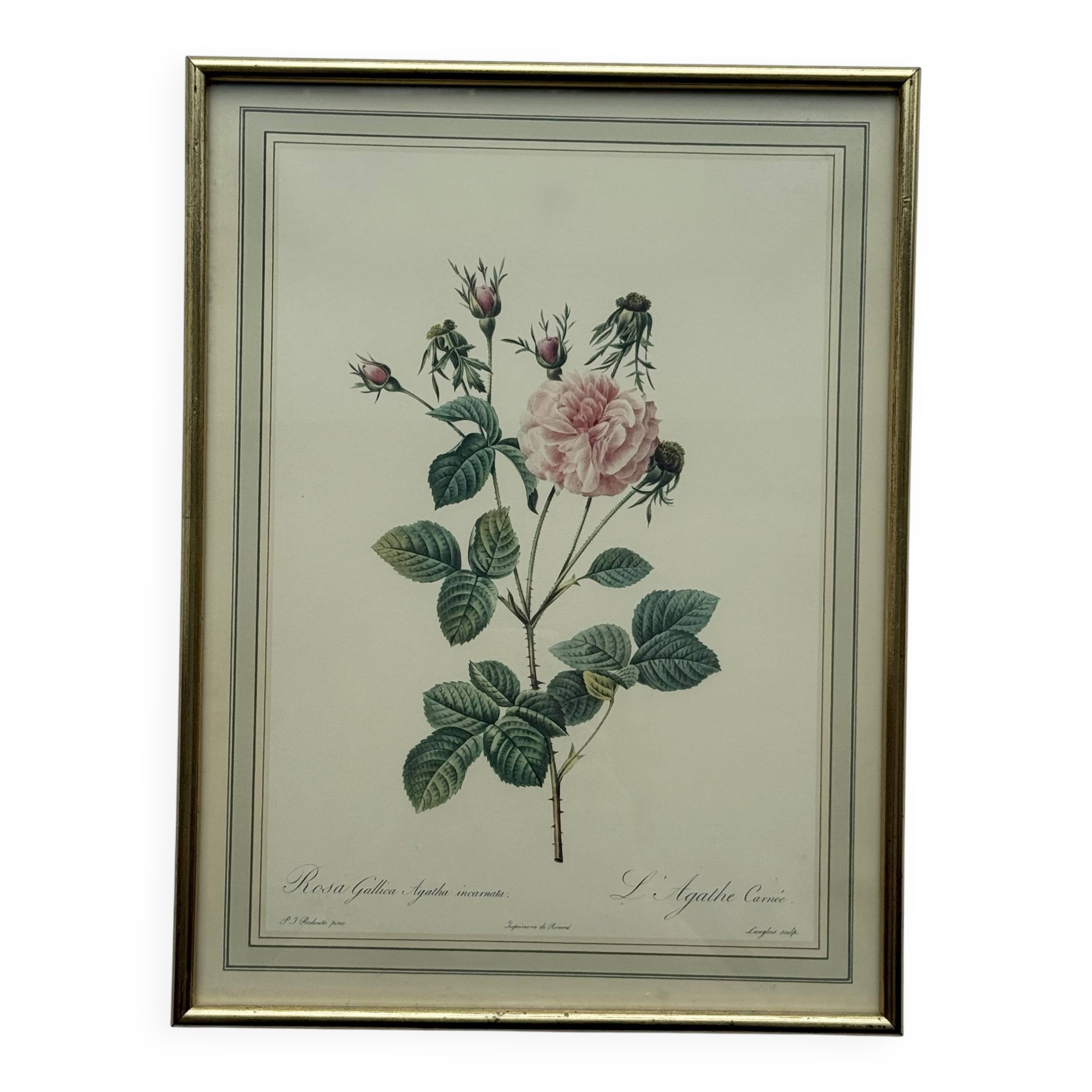 Floral illustration