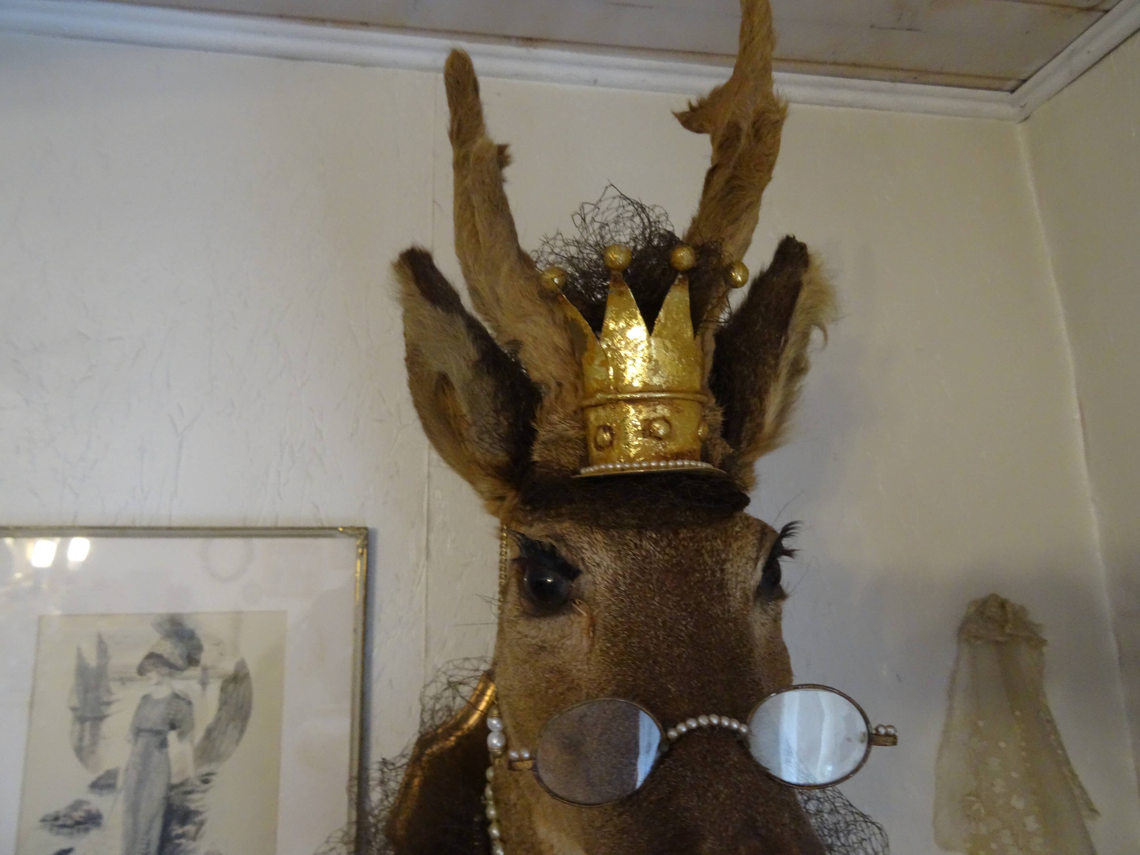Deer head - hunting trophy