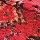 Tapis de Collection Berbère - 315 x 194 cm