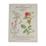 Affiche botanique tisane