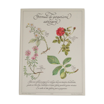 Affiche botanique tisane