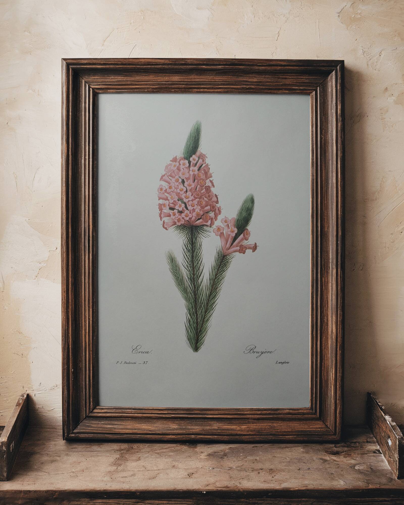 Planche illustrée originale Bruyère