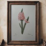 Planche illustrée originale Bruyère