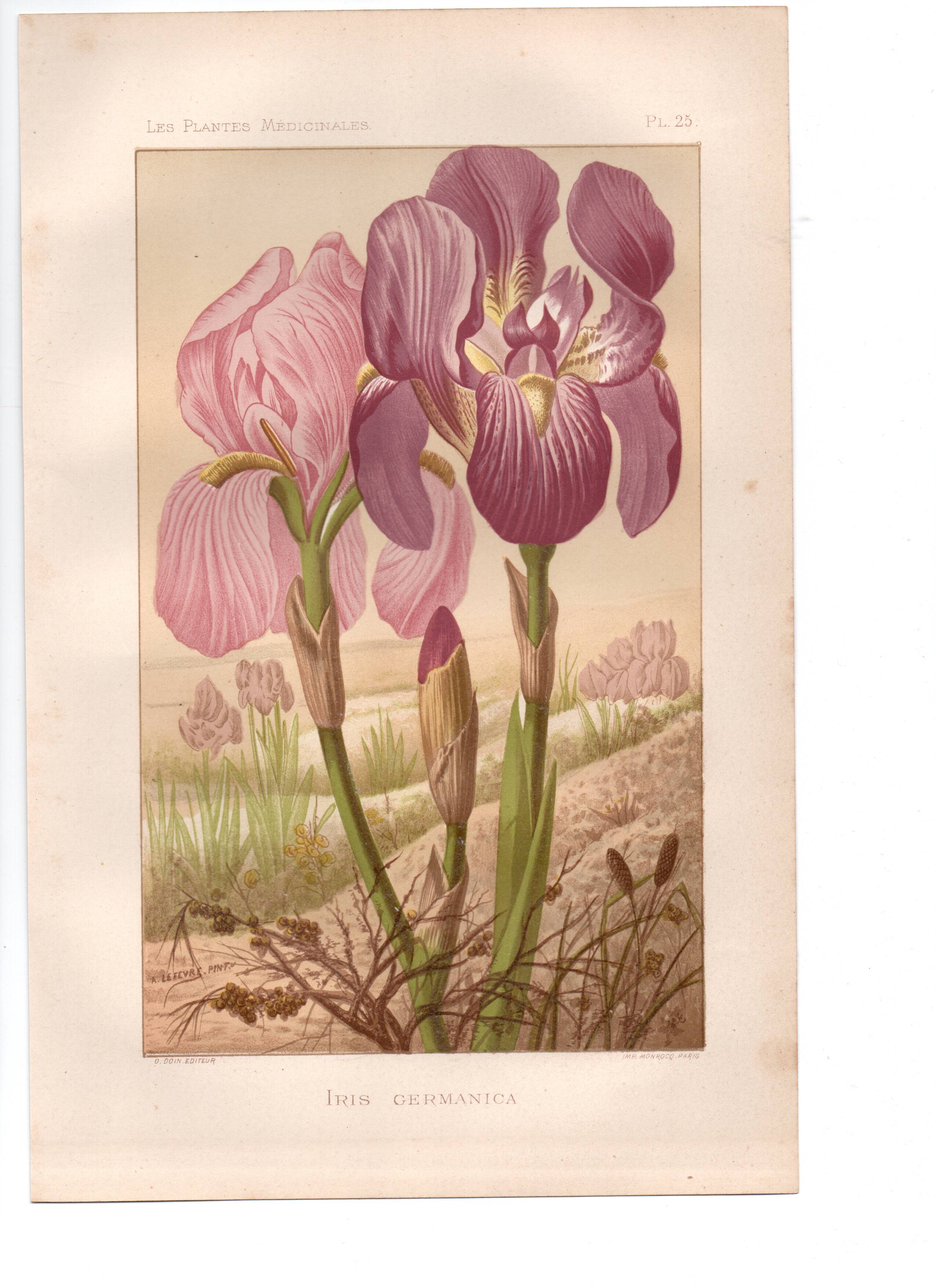 Old engraving from 1889 - Violet iris. Botanical plate of wild flower.