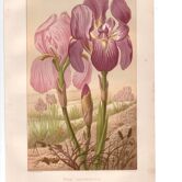 Old engraving from 1889 - Violet iris. Botanical plate of wild flower.