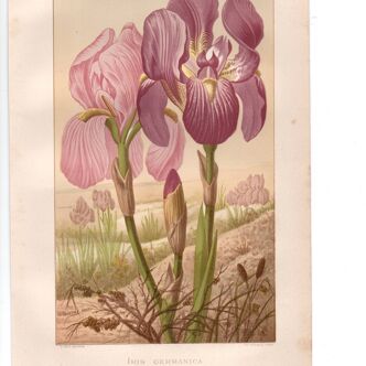 Old engraving from 1889 - Violet iris. Botanical plate of wild flower.