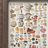 Old illustration Millot "Mushrooms"