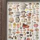 Illustration ancienne Millot "Champignons"