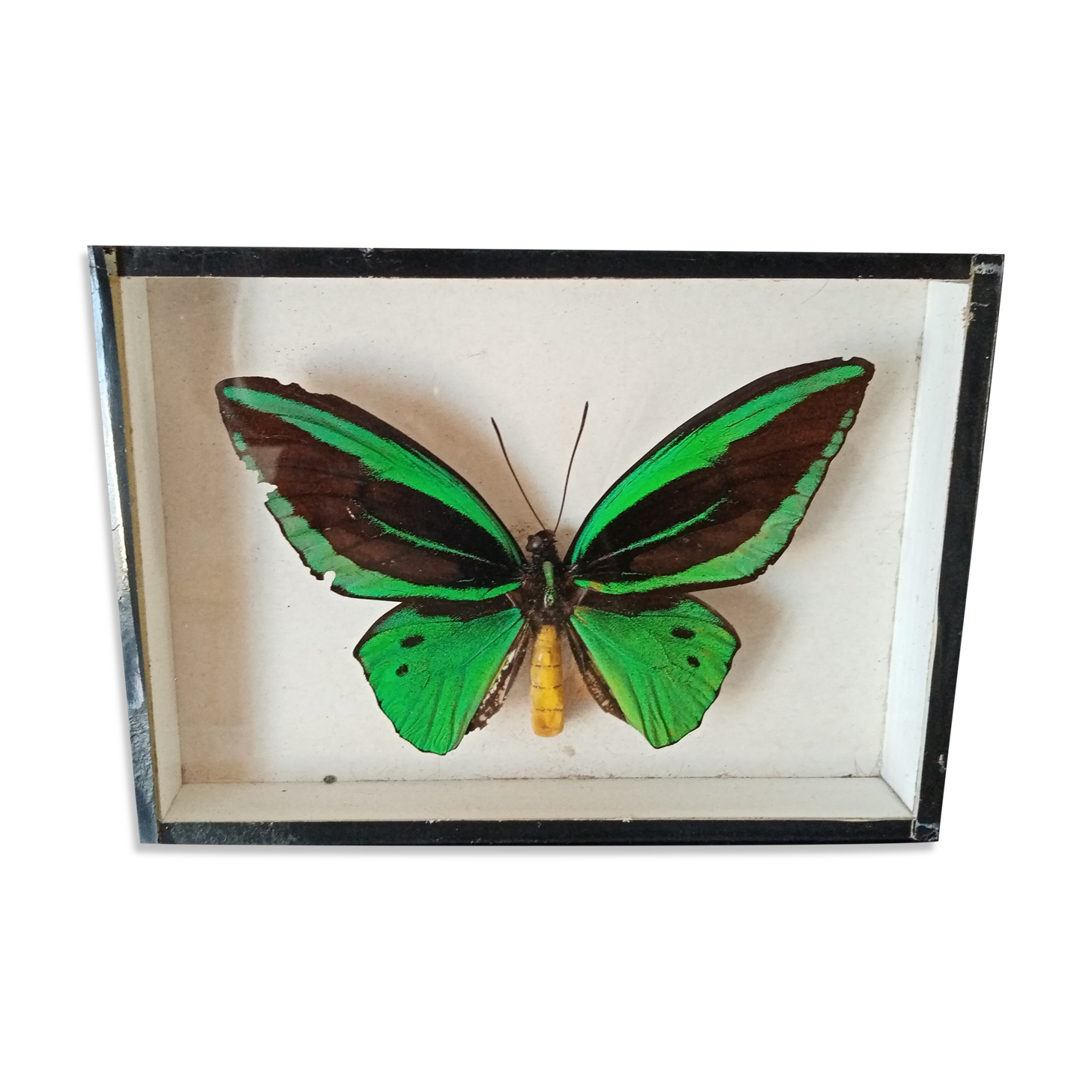 Naturalized butterfly