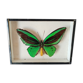 Papillon naturalisé