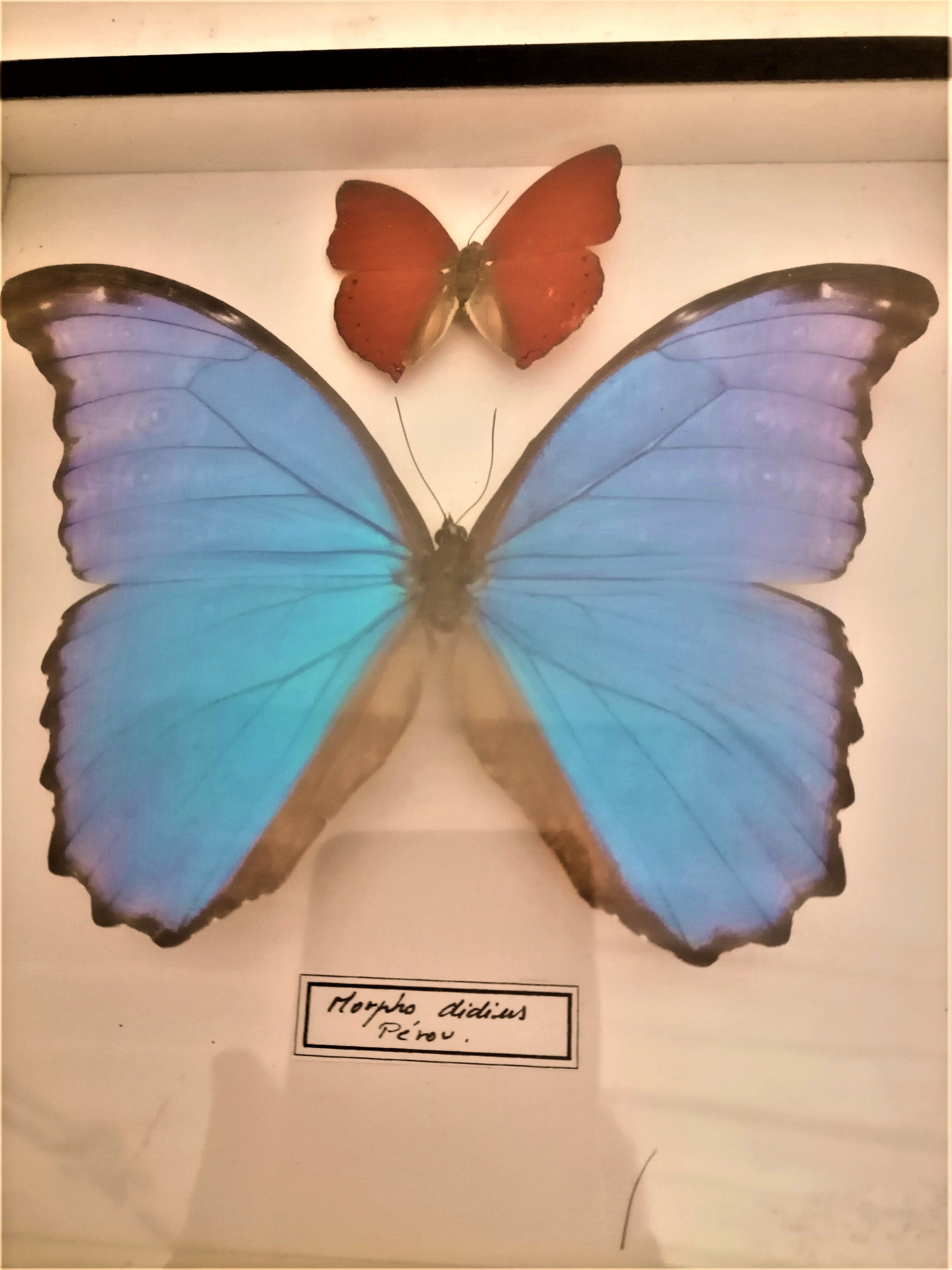 3 stuffed butterflies