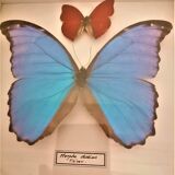 3 stuffed butterflies