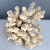 White coral